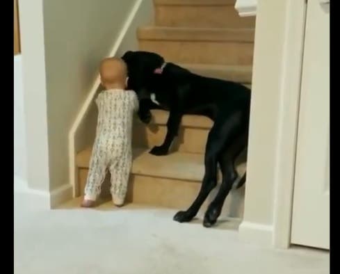 Perro-cuida niño