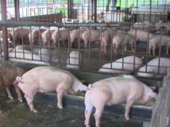 peste porcina en República Dominicana