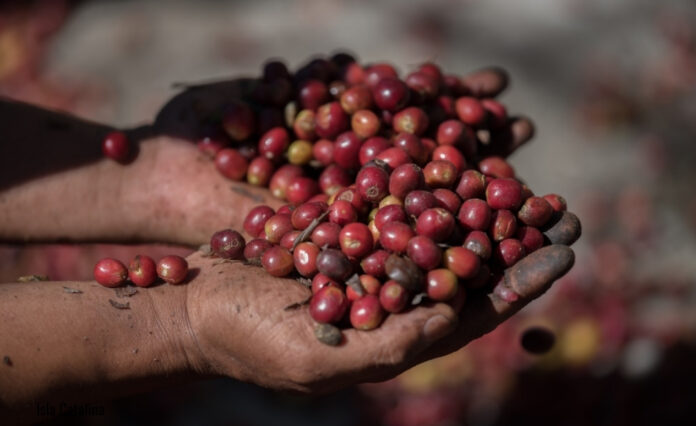 Café con origen dominicano