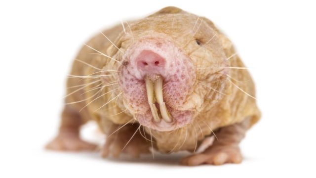 rata topo desnuda