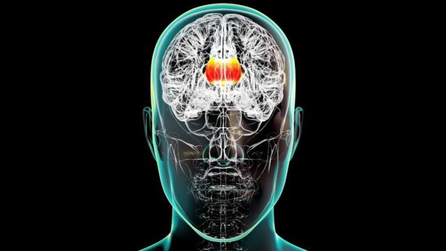 Ilustración del cerebro con el cuerpo calloso