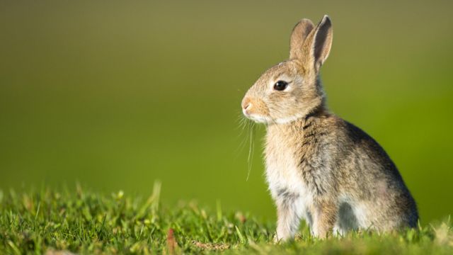 Conejo