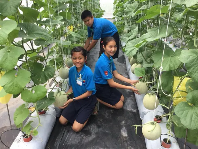 Alumnos sembrando melones