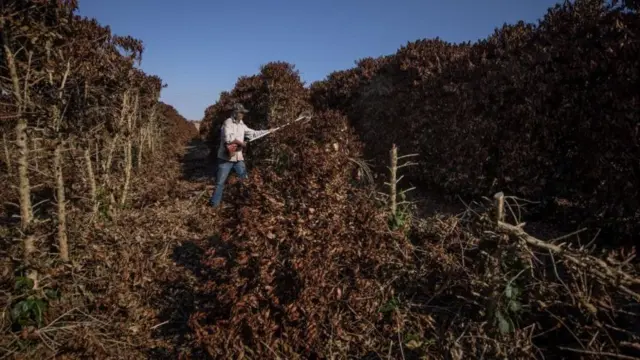 un hombre en un cultivo de café en Brasil