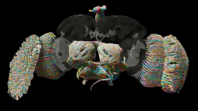 Mapa del cerebro de la mosca