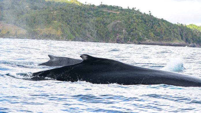 Anuncian preparativos para la temporada de ballenas jorobadas en Samaná